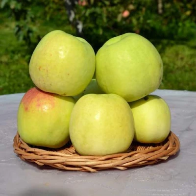 Яблоня БИРСКОЕ ГРУШЕВОЕ (БИЧИК) в Челябинске