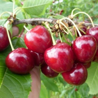 Вишня КОЛОННОВИДНАЯ в Челябинске