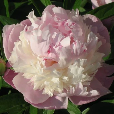 Пион ЩЕРБЕТ травянистый в Челябинске