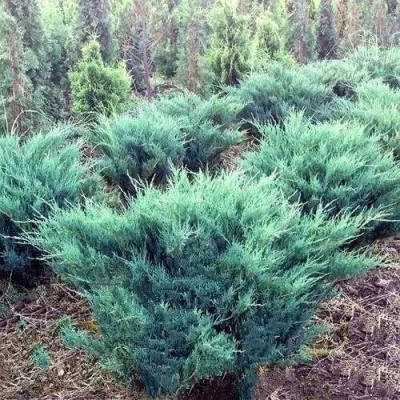 Можжевельник БЛЮ ДАНУБ казацкий в Челябинске