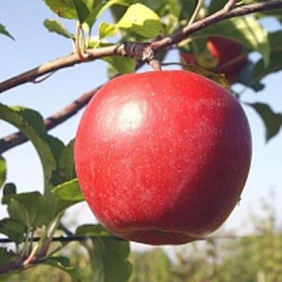 Яблоня ЛИГОЛ в Челябинске