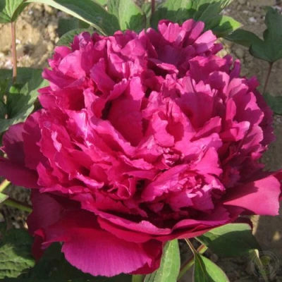 Пион ТАЙНАЯ СТРАСТЬ древовидный в Челябинске