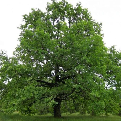 Дуб черешчатый  в Челябинске