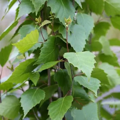 Береза ФАСТИГИАТА повислая  в Челябинске