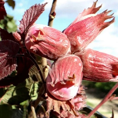 Фундук АЛЫЙ ПАРУС в Челябинске