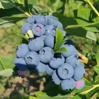 Голубика МЕГАС БЛЮ в Челябинске
