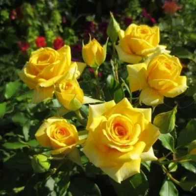 Роза ШАНИ спрей в Челябинске