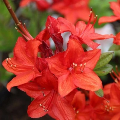 Азалия ПАРКФАЕР листопадная в Челябинске