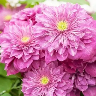 Клематис КАЙЗЕР в Челябинске