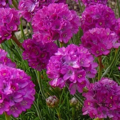 Армерия МОНИНГ СТАР ДИП РОУЗ в Челябинске