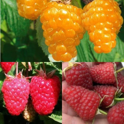 Комплект ЗОЛОТАЯ МАЛИНА в Челябинске