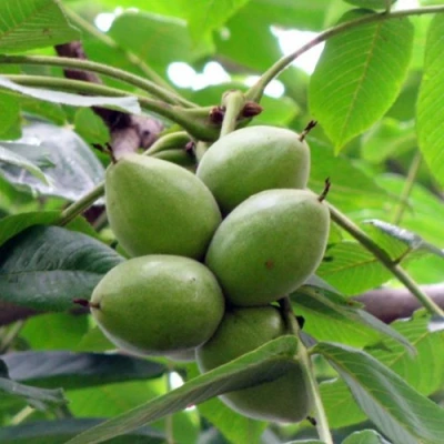 Орех маньчжурский МИЧУРИНЕЦ в Челябинске