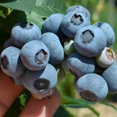 Голубика НЕЛЬСОН в Челябинске