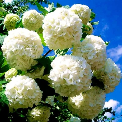 Калина БУЛЬДЕНЕЖ в Челябинске