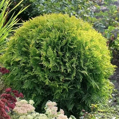 Туя ЕЛЛОУ ГЛОБ западная в Челябинске