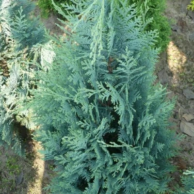 Кипарисовик КОЛУМНАРИС лавсона в Челябинске