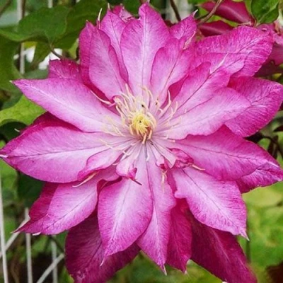 Клематис КАЕН в Челябинске