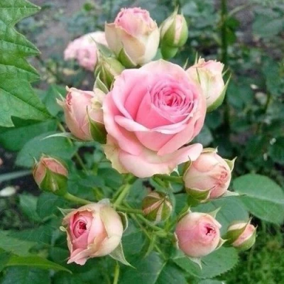 саженцы розы Мими Эден