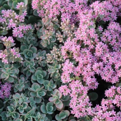 Очиток (седум) САНСПАРКЛЕР ЛАЙМ ЗИНГЕР в Челябинске