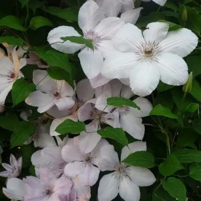 Клематис ИОАНН ПАВЕЛ 2 в Челябинске