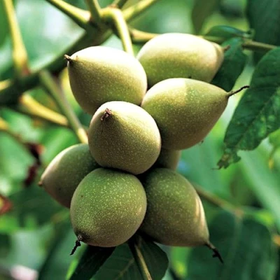 Орех МАНЬЧЖУРСКИЙ в Челябинске