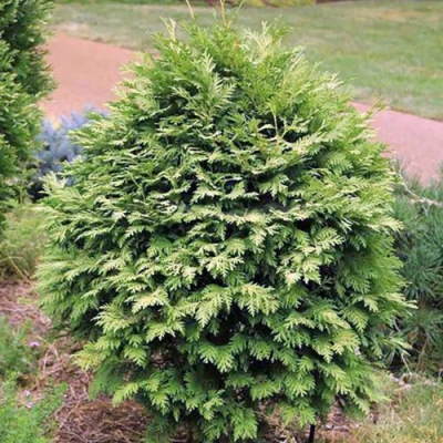 Туя ВАРЕАНА ЛЮТЕСЦЕНС западная в Челябинске