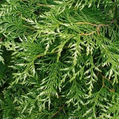 Туя СМАРАГД ВАРИЕГАТА западная в Челябинске