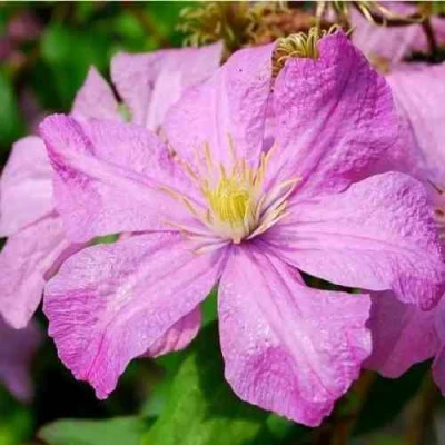 Клематис КОМТЕСС ДЕ БУШО в Челябинске