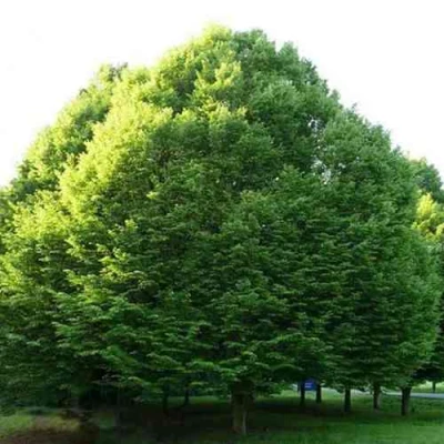 Граб японский в Челябинске