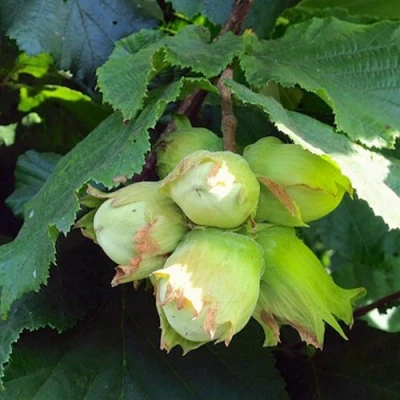 Фундук ТАМБОВСКИЙ РАННИЙ в Челябинске