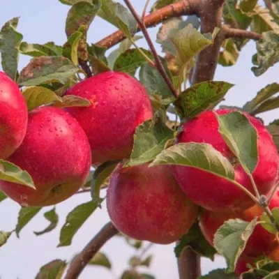 Яблоня РОЖДЕСТВЕНСКОЕ в Челябинске