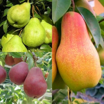 Комплект ГРУШЕВОЕ АССОРТИ в Челябинске