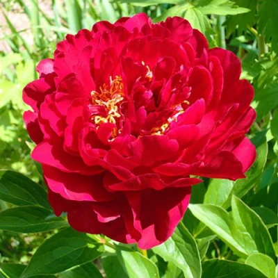 Пион ХРАБРЫЙ ВОИН травянистый в Челябинске