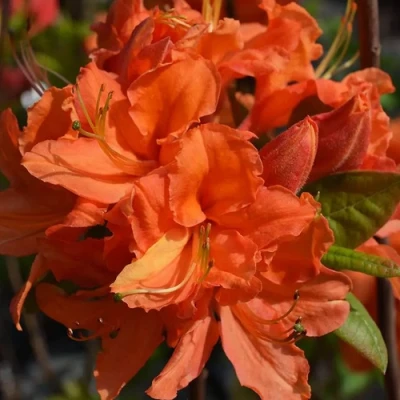 Азалия МАНДАРИН ЛАЙТС листопадная в Челябинске