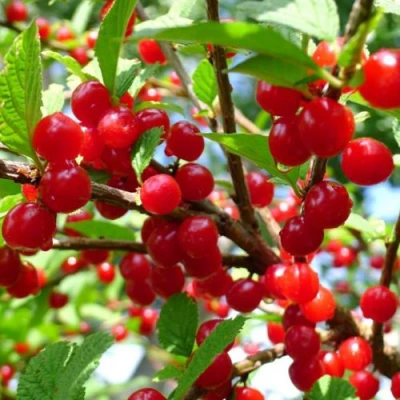 Вишня ДЕТСКАЯ войлочная в Челябинске