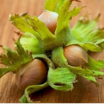 Фундук ГИГАНТ ТАМБОВСКИЙ в Челябинске