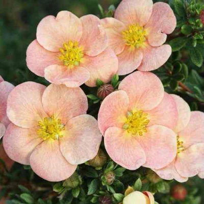 Лапчатка ДЕЙДАУН кустарниковая  в Челябинске