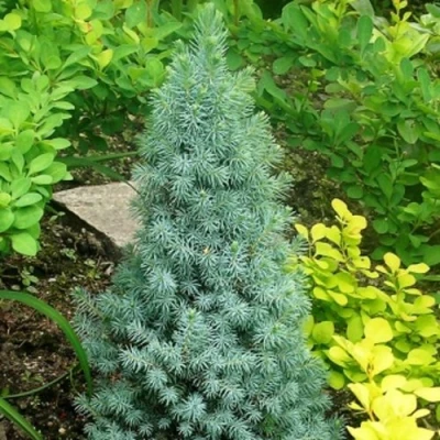 Ель КОНИКА сизая в Челябинске