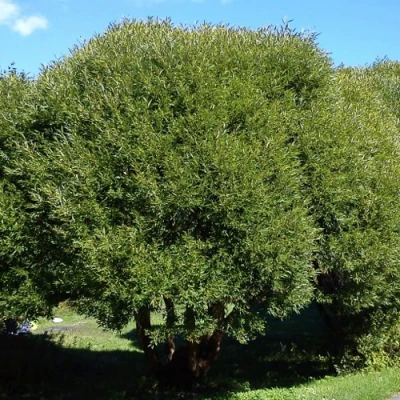 Ива ломкая  в Челябинске
