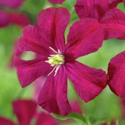 Клематис МАДАМ ДЖУЛИЯ КОРРЕВОН в Челябинске