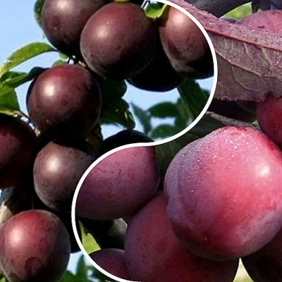 Комплект ИЗЮМИНКА САДА в Челябинске