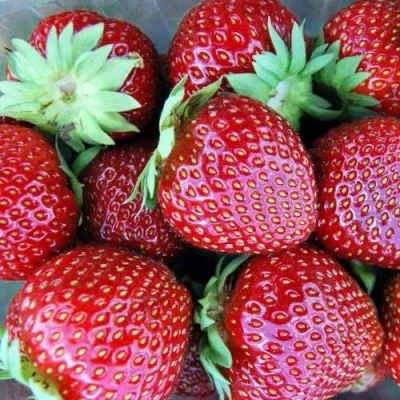 саженцы клубники Мальвина