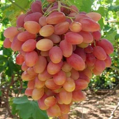 виноград ксения