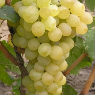 Виноград АВГУСТИН в Челябинске