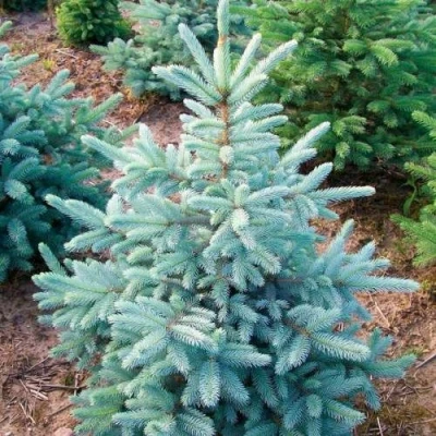 Ель КЕЙБАБ колючая в Челябинске