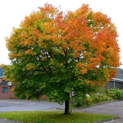 Клен остролистный в Челябинске