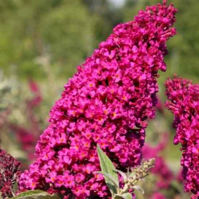 Буддлея давида РОЯЛ РЕД в Челябинске