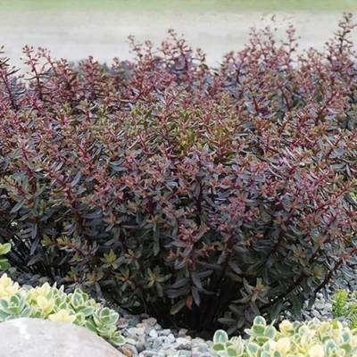 Очиток (седум) САНСПАРКЛЕР ДЖЕЙД ТАФФЕТ в Челябинске