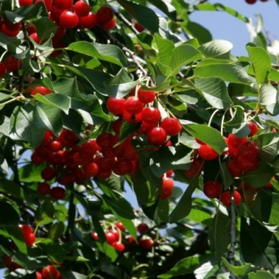 Вишня БРУСНИЦЫНА степная в Челябинске