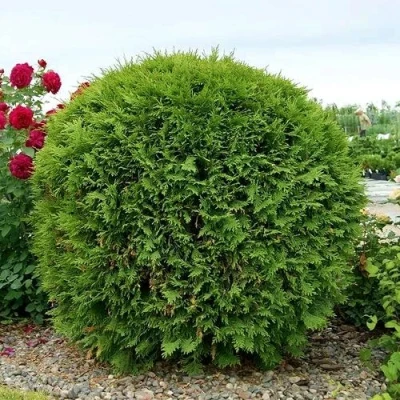 Туя ВУДВАРДИ западная в Челябинске